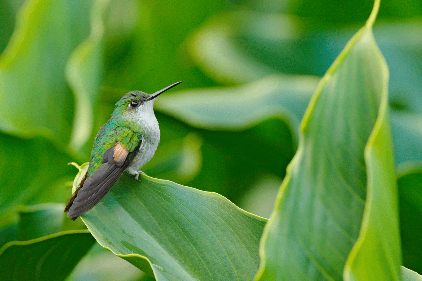 Beija-flor pousado em uma folha verde