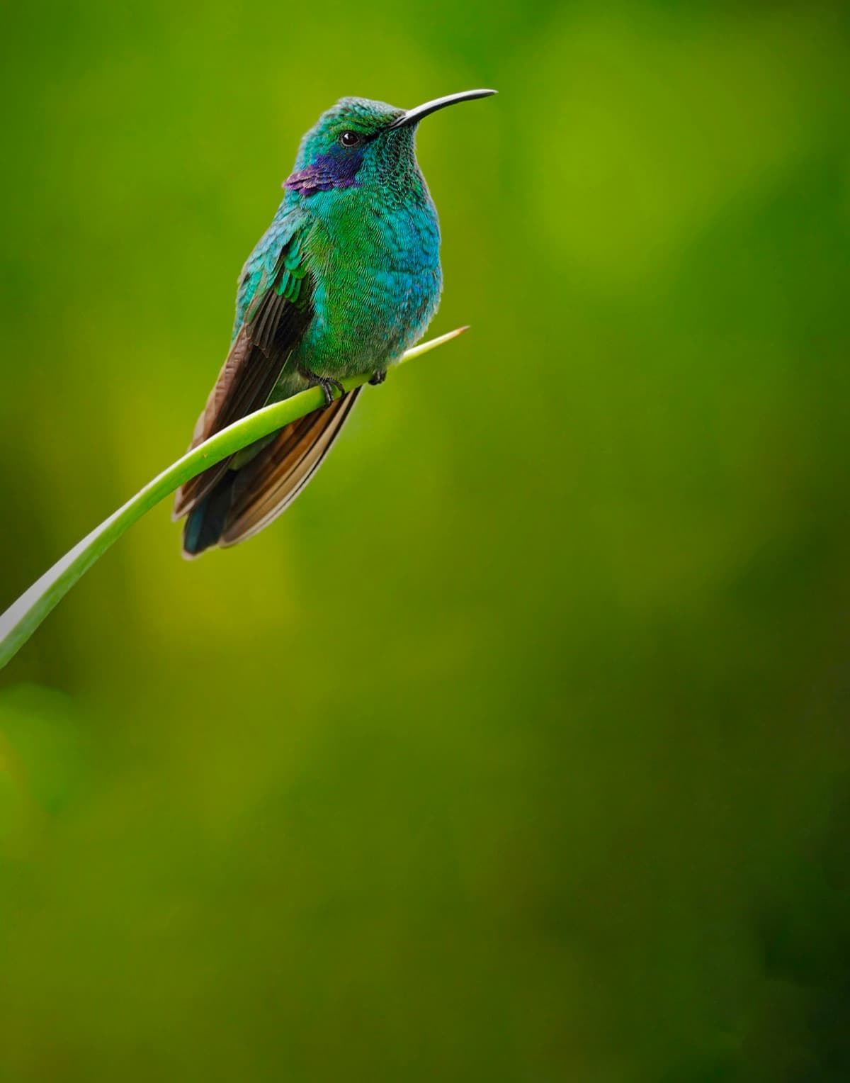 Beija-flor verde e azul pousado em uma folha, sobre fundo verde desfocado