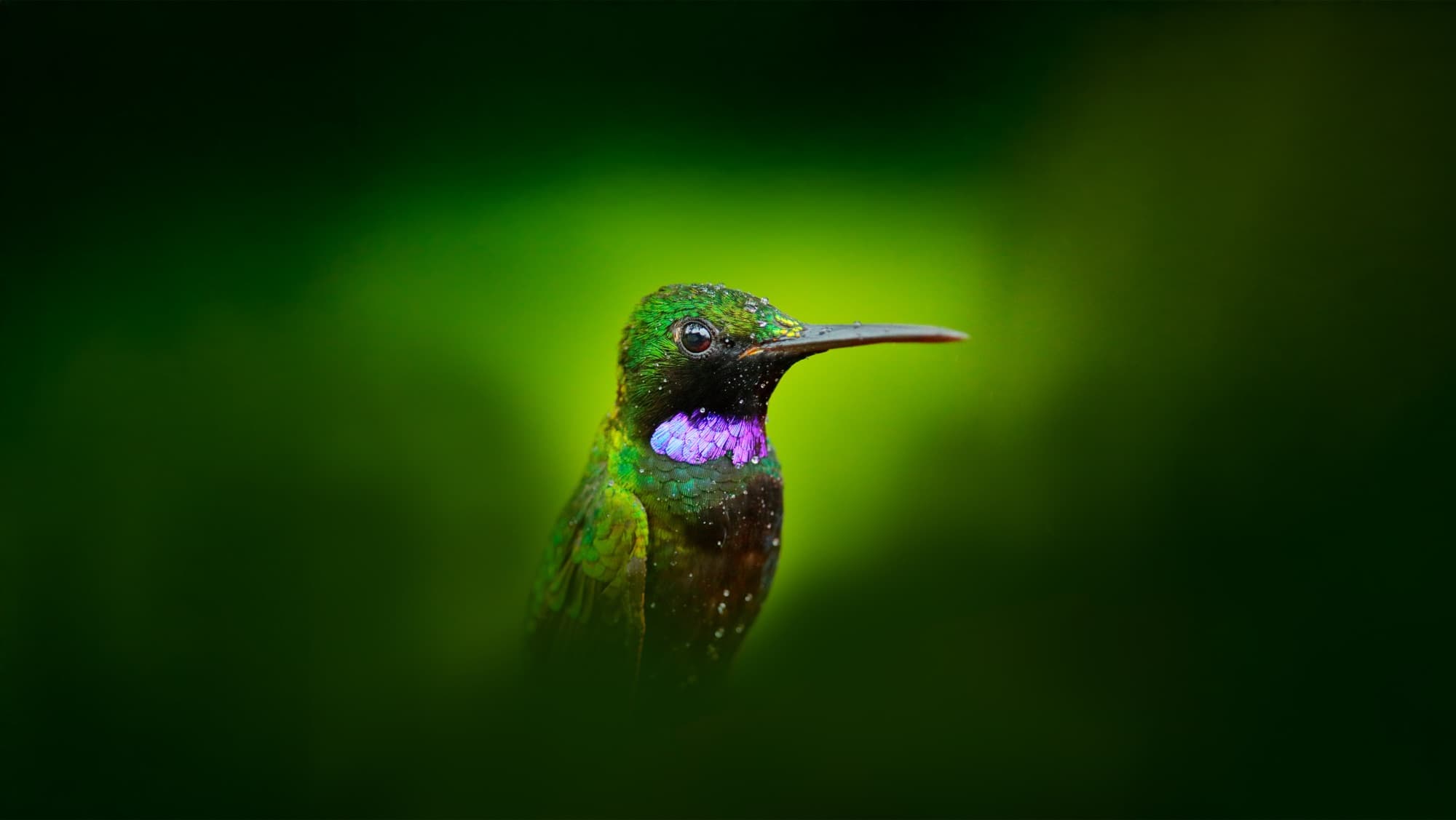 Beija-flor verde e roxo pousado sobre fundo verde desfocado