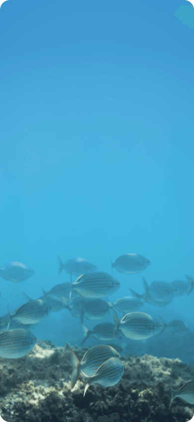 Cardume de krill nas águas geladas