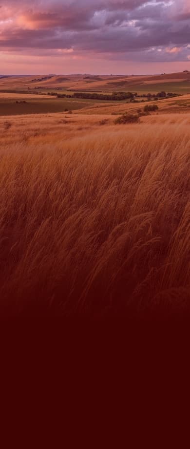 Campo de capim ao entardecer
