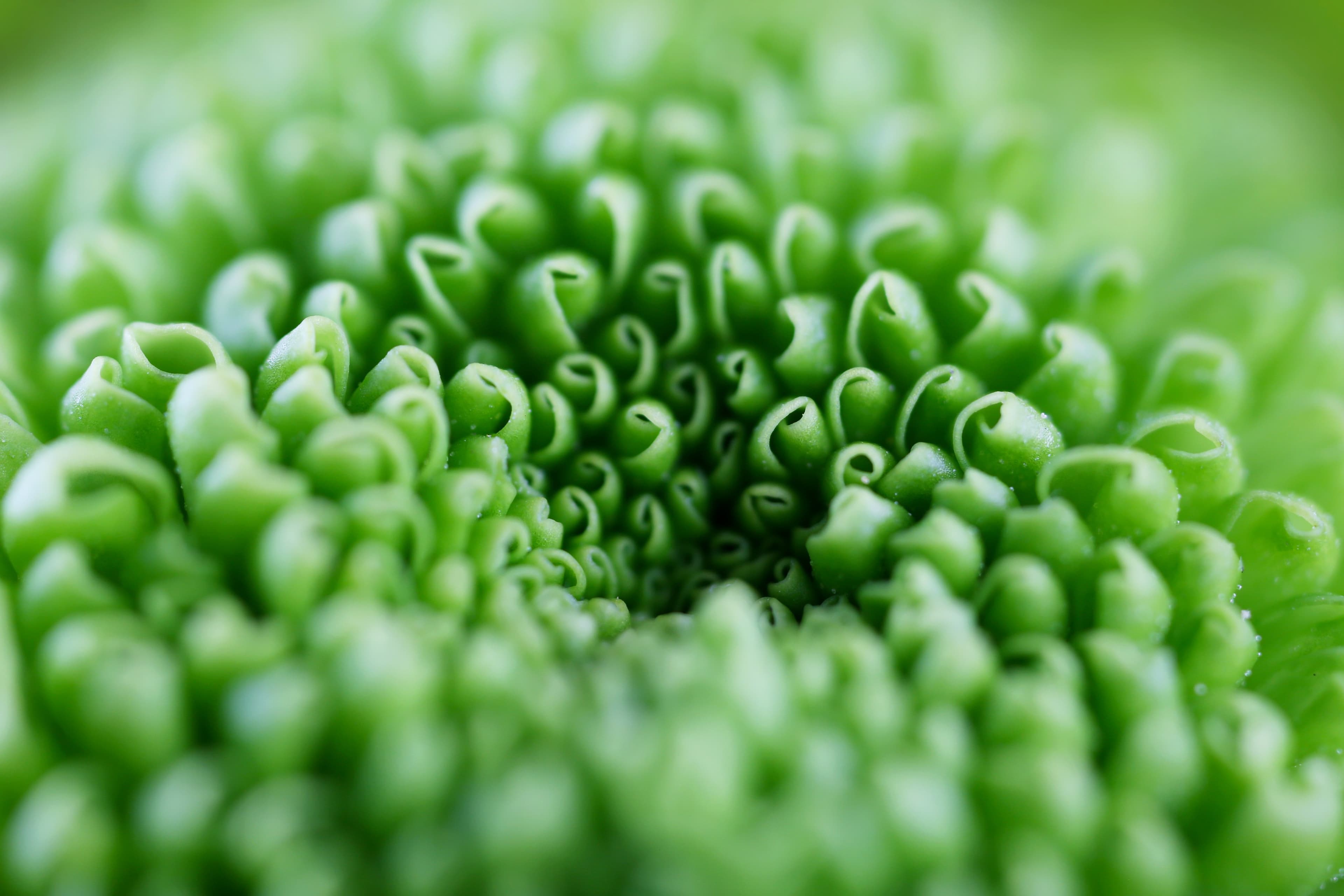 Close-up de alga espiralada verde
