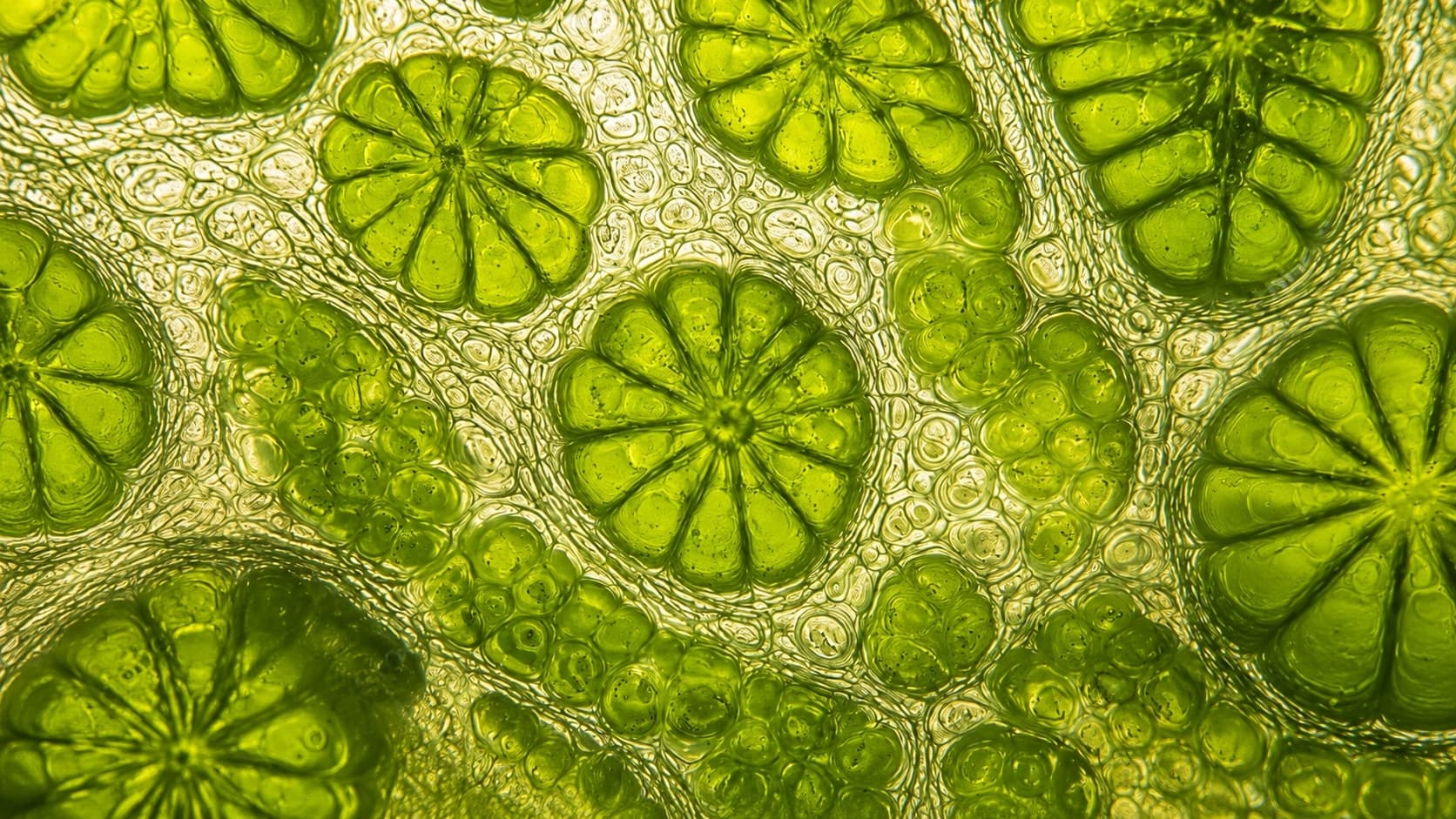 Textura de algas marinhas