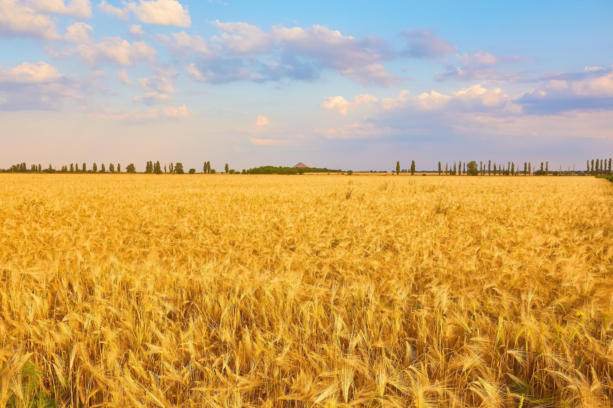 Campo de capim ao entardecer