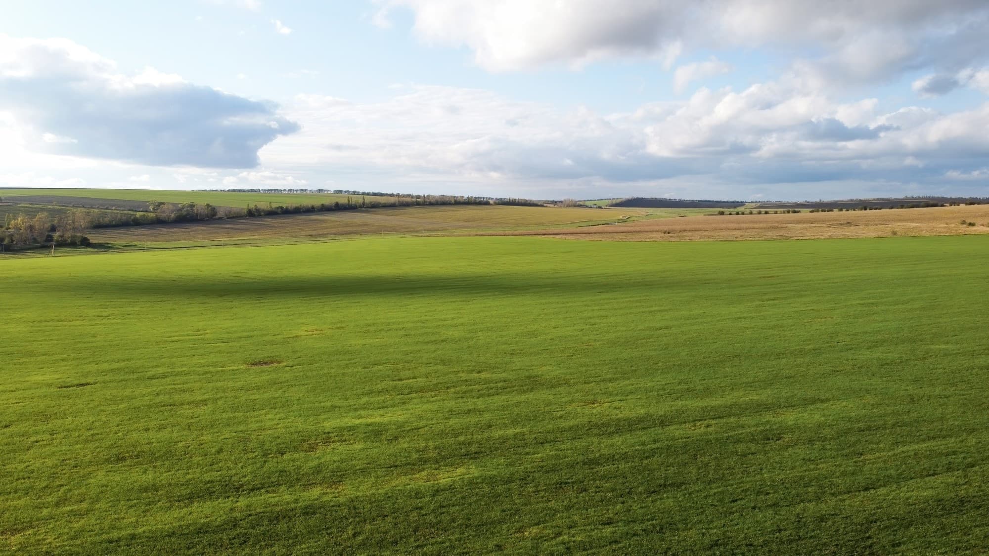Campo de capim ao entardecer