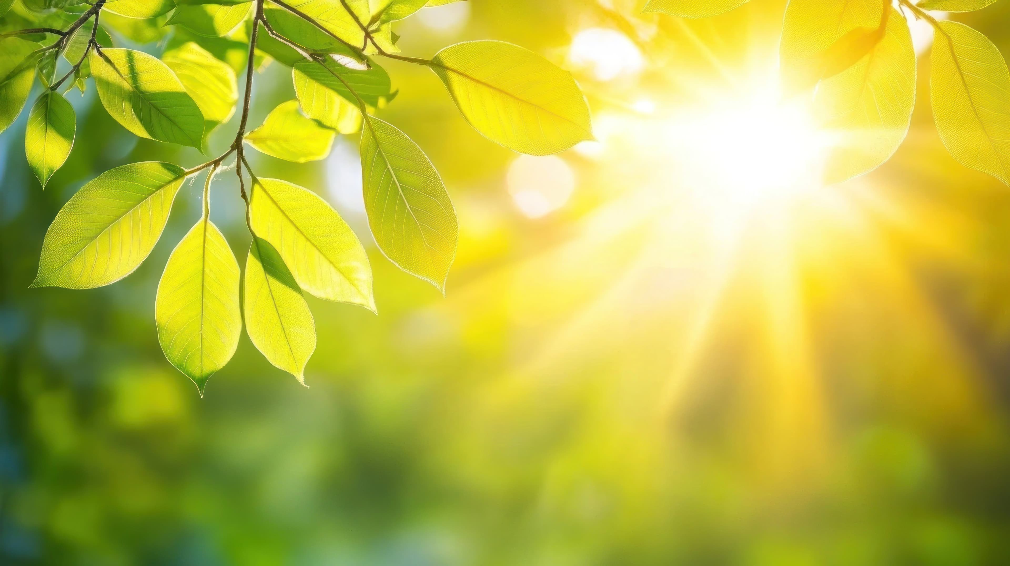 Folhas verdes iluminadas pela luz do sol