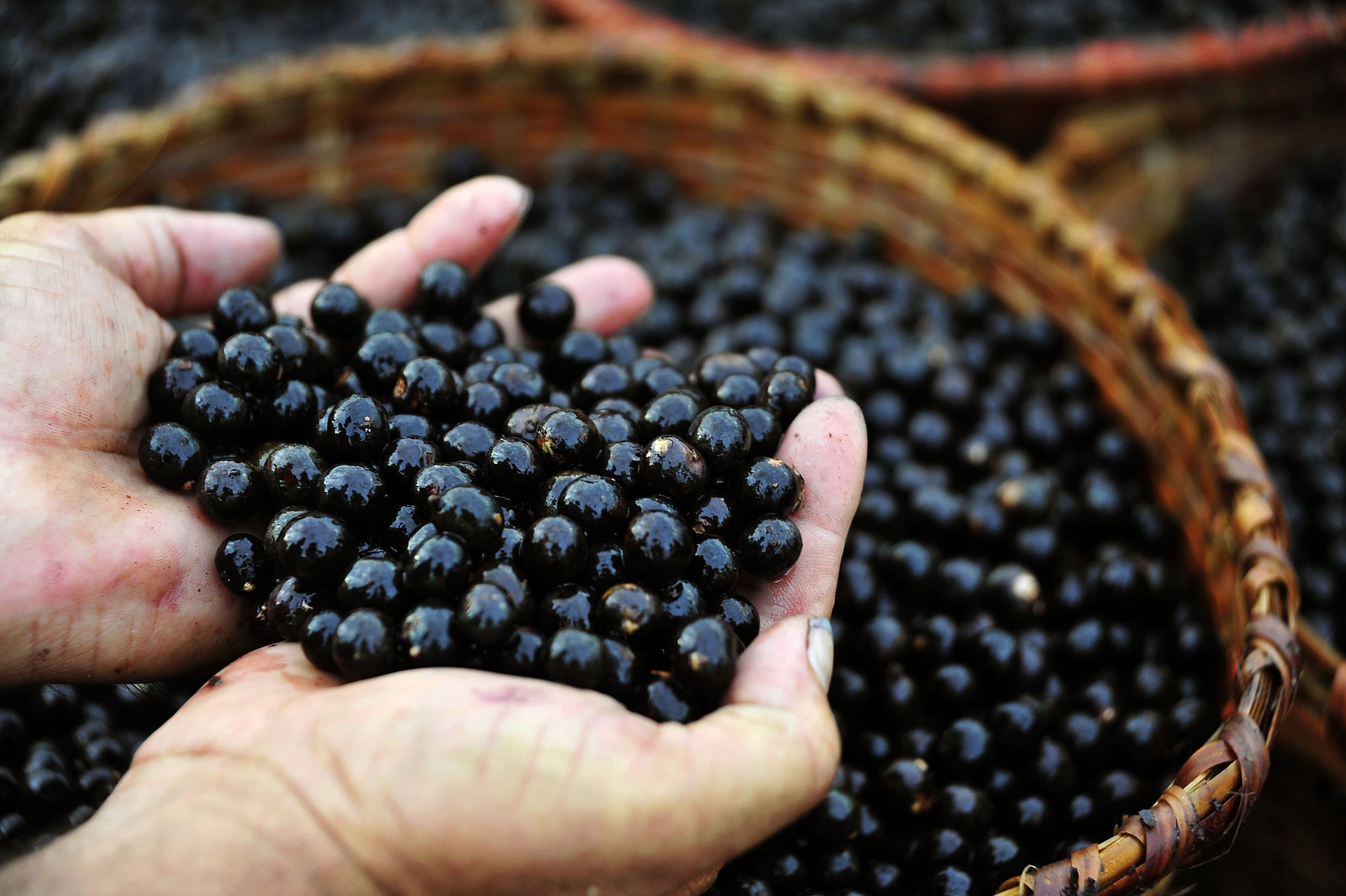 Açaí vegano liofilizado Puravida