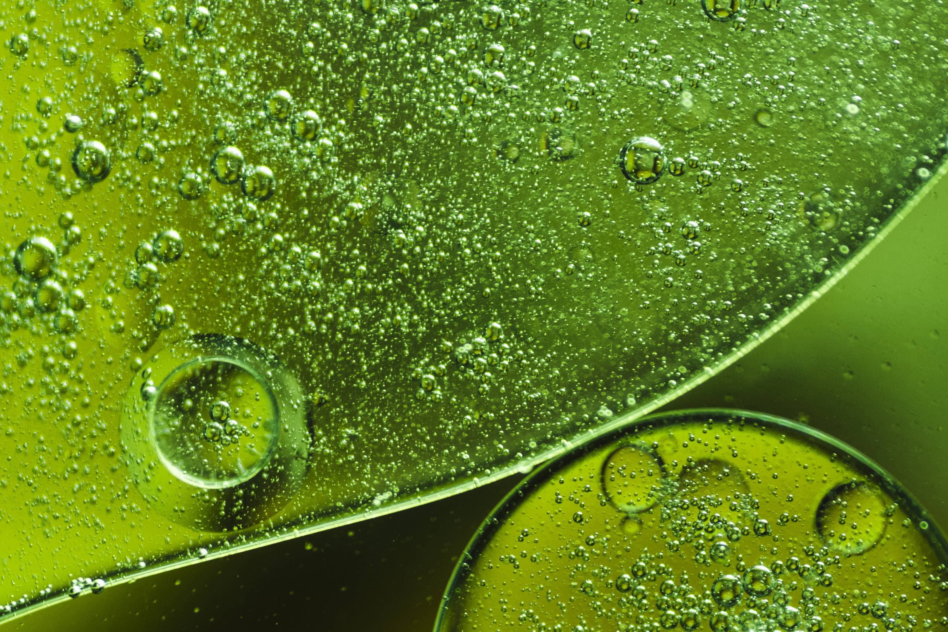 Spirulina - bolhas de água sobre folha verde