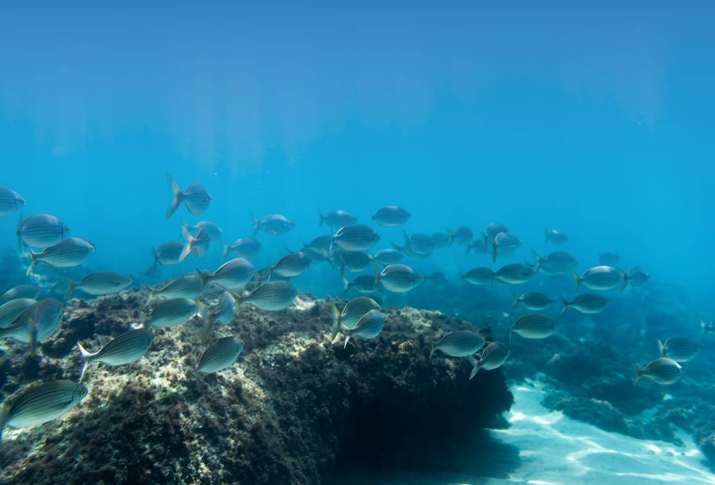 Cardume de krill nas águas geladas