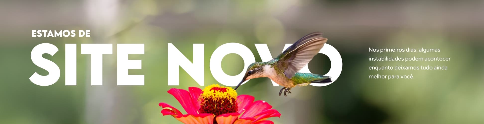 Transição - Site Novo