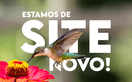 Transição - Site Novo