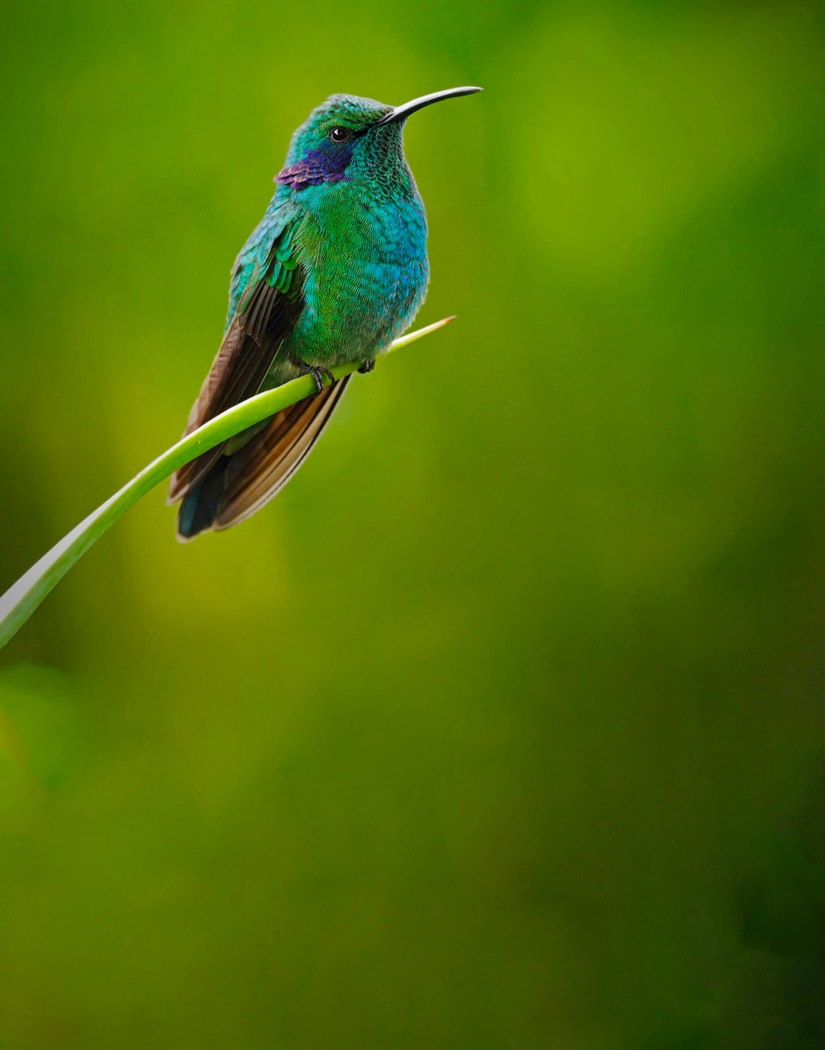 Beija-flor verde e azul pousado em uma folha, sobre fundo verde desfocado