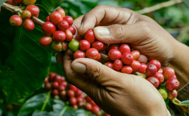 Mãos colhendo frutos de café vermelhos em um cafezal